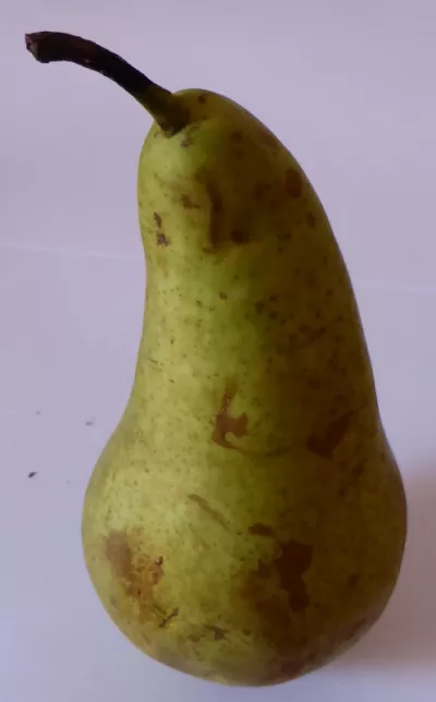 Груши свеж гор