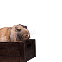 Корма для прочих животных